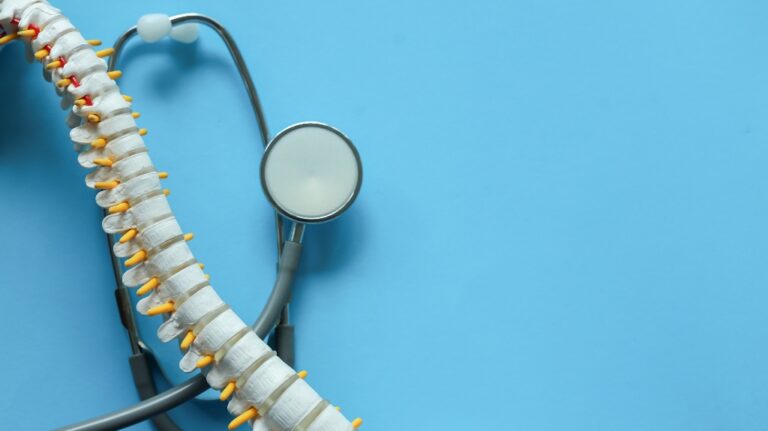 top view of the spine of a human skeleton